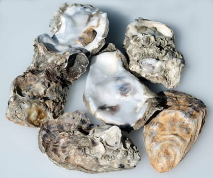 austernschalen, Muschelschalen, auster