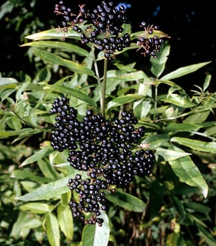 Zwergholunder  Sambucus ebulus