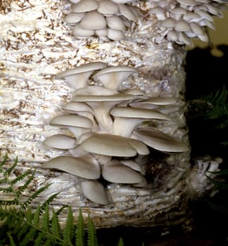 Austernseitling, Pleurotus pulmonarius, Zuchtpilz
