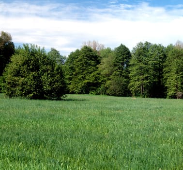 Auenwald