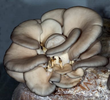Austernseitling  Pleurotus ostreatus
