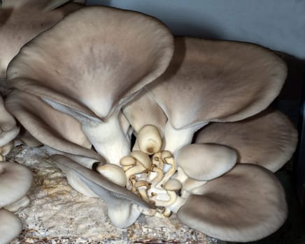 Austernseitling, Pleurotus pulmonarius, Zuchtpilz