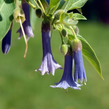 Australischer Glockenstrauch, Acnistus arborescens