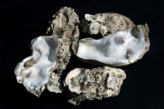 austernschalen, Muschelschalen, auster