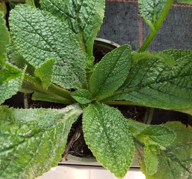 Ausdauernder Borretsch, Borago pygmaea