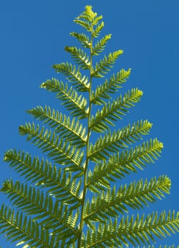 Australischer Taschenfarn  Dicksonia antarctica
