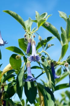 Australischer Glockenstrauch, Acnistus arborescens