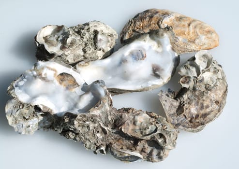 austernschalen, Muschelschalen, auster