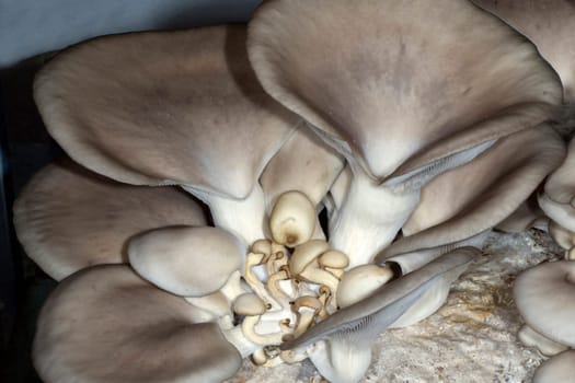 Austernseitling, Pleurotus pulmonarius, Zuchtpilz