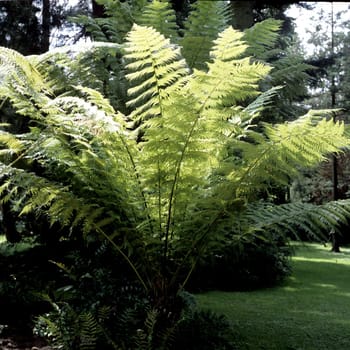 Australischer Baumfarn, Dicksonia antartica