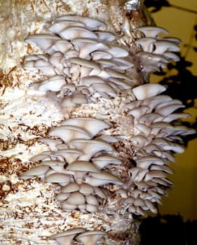 Austernseitling, Pleurotus pulmonarius, Zuchtpilz, geimpft, Pilz, Speisepilz, .