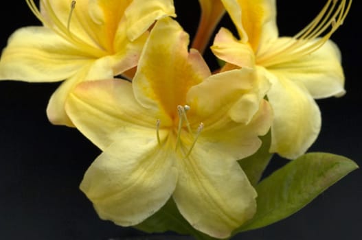 Azaleenblueten, Rhododendron