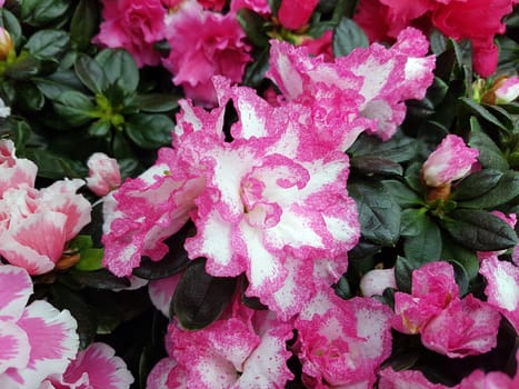 Azaleenbluete, Azalea  Azalee
