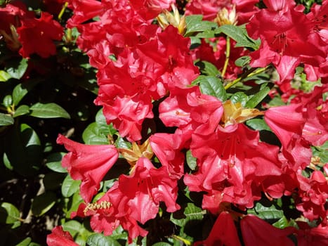 Azaleenbluete, Azalea  Repens