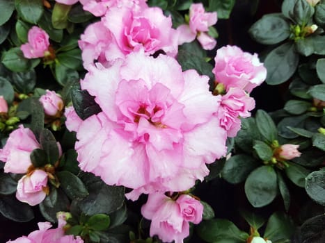 Azaleenbluete, Azalea  Azalee