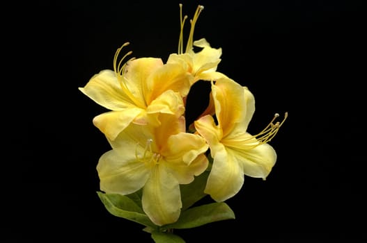 Azaleenblueten, Rhododendron