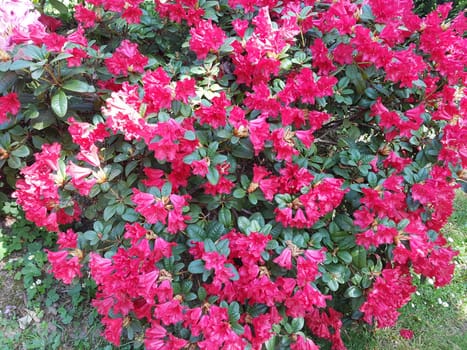 Azaleenbluete, Azalea  Repens