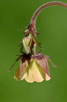 Bachnelkenwurz, Geum, rivale