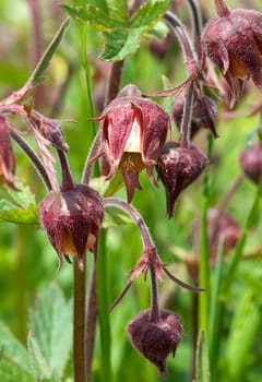 Bachnelkenwurz, Geum rivale