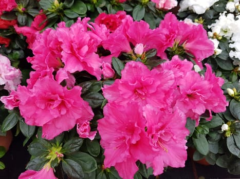 Azaleenbluete, Azalea  Azalee