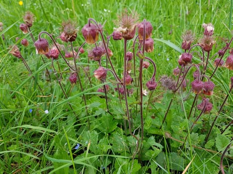 Bachnelkenwurz, Geum, rivale