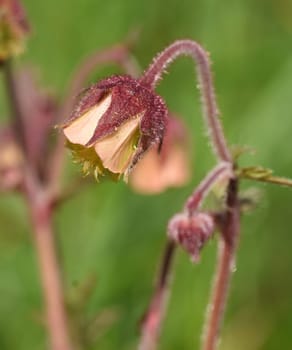 Bachnelkenwurz, Geum, rivale