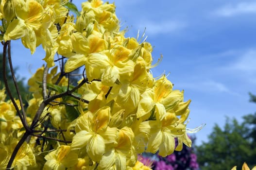 Azaleenblueten, Rhododendron