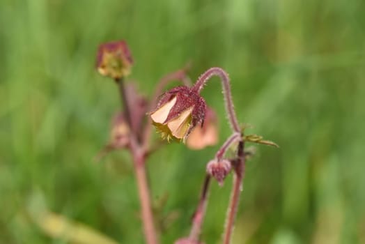 Bachnelkenwurz, Geum, rivale