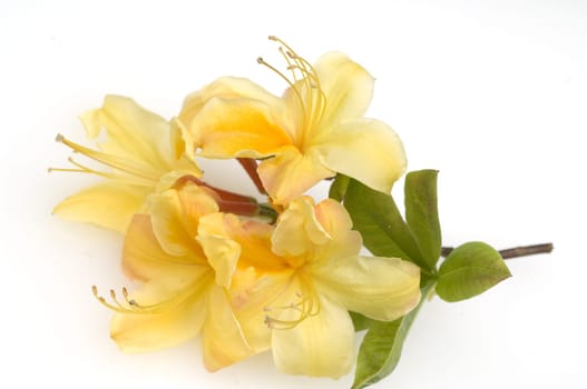 Azaleenblueten, Rhododendron