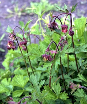 Bachnelkenwurz, Geum rivale, Geum, Heilpflanze, Wildpflanzen