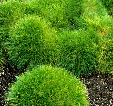 Bärenfellschwingel, Festuca scoparia