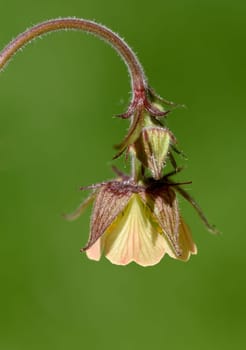 Bachnelkenwurz, Geum, rivale