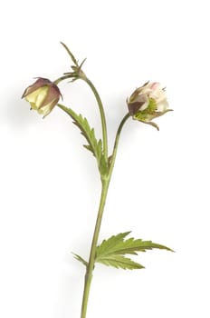 Bachnelkenwurz, Geum rivale