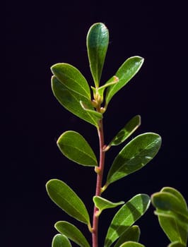Baerentraube  Arctostaphylos Uva-ursi