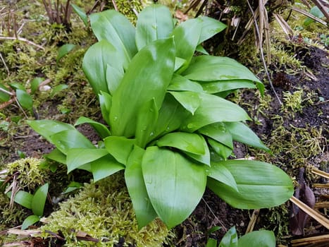 Baerlauch  Allium  ursinum  Keimling
