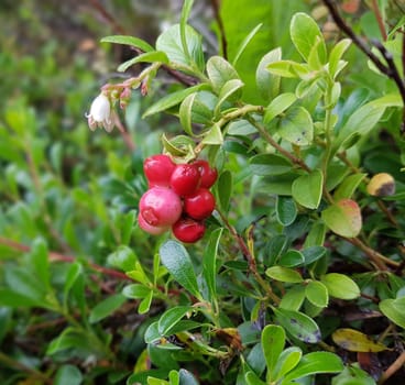 Baerentraube  Arctostaphylos  Uva-ursi