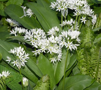 Baerlauch  ist eine wichtige Heilpflanze und eine Duftpflanze nach Knoblauch mit weissen Blueten. Baerlauch is an important medicinal plant and a fragrant plant like garlic with white flowers.