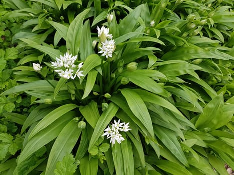 Baerlauch  Allium  ursinum