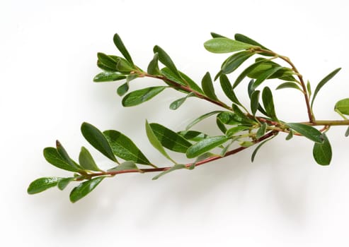 Baerentraube  Arctostaphylos Uva-ursi