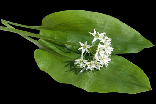 Baerlauch  Allium  ursinum  Zwiebelpflanze