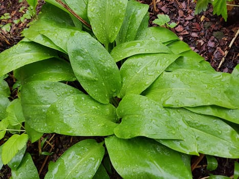 Baerlauch, Allium, ursinum, Zwiebelpflanze, Wildkraeuter, Wildgemuese
