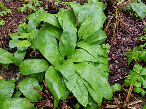 Baerlauch, Allium, ursinum, Zwiebelpflanze, Wildkraeuter, Wildgemuese