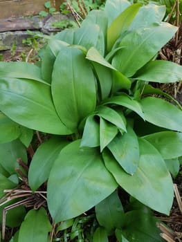 Baerlauch  Allium  ursinum