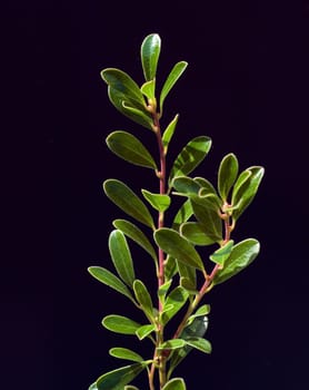 Baerentraube  Arctostaphylos Uva-ursi
