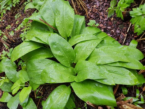 Baerlauch, Allium, ursinum, Zwiebelpflanze, Wildkraeuter, Wildgemuese