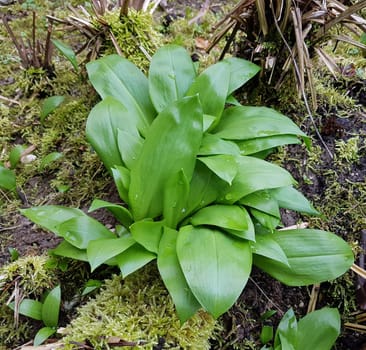 Baerlauch  Allium  ursinum  Keimling