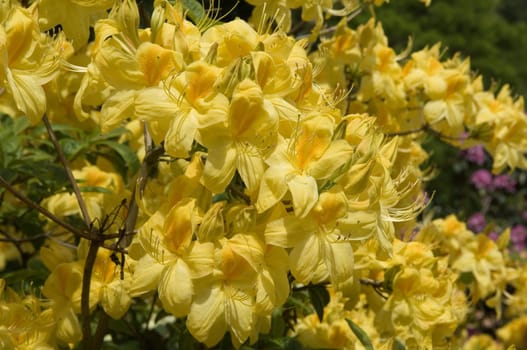 Azaleenblueten, Rhododendron