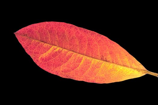 Azaleenblatt  Herbstblaetter