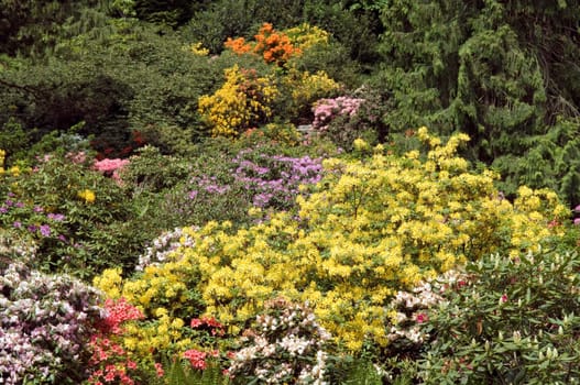 Azaleen, Rhododendron