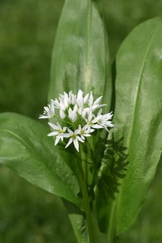 Baerlauch  ist eine wichtige Heilpflanze und eine Duftpflanze nach Knoblauch mit weissen Blueten. Baerlauch is an important medicinal plant and a fragrant plant like garlic with white flowers.